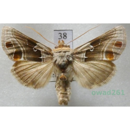 Euchalcia consona (Fabricius, 1787) Czech38